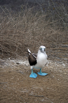 Piquero patas azules