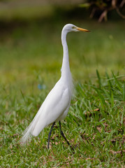 Great Egret standing tall