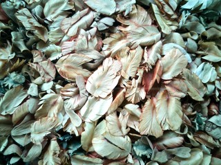 Dry​ leaves