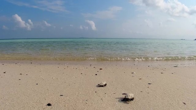 Baby sea turtle crawling into the sea