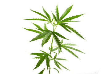 Green hemp leaf isolated on a white background.