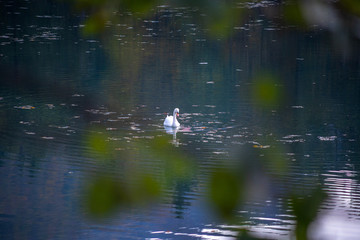Obraz na płótnie Canvas swan floating on the lake