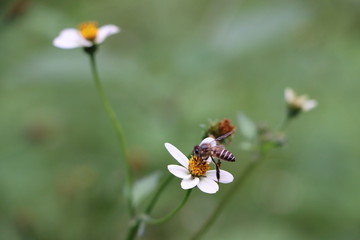 Indian honey bee, Apis cerana on weed flower 