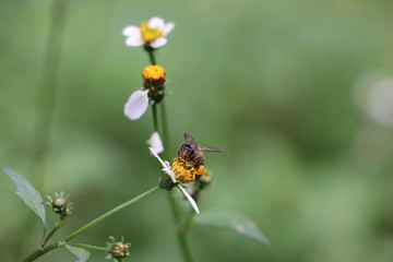 Indian honey bee, Apis cerana on weed flower 