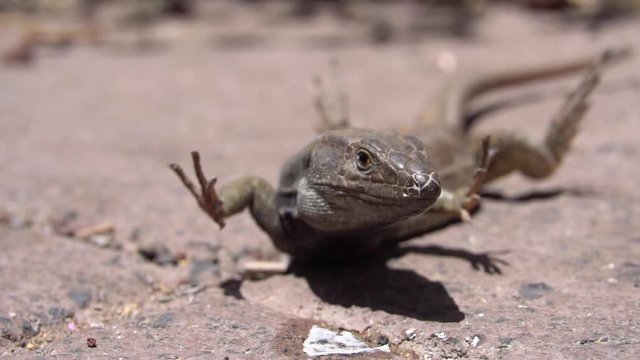 A slow motion macro shot of a small lizard doing power planks on the hot ground.