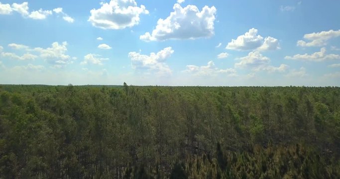 Flying Above Endless Forest Under Beautifull Summer Sky, Drone Aerial View
