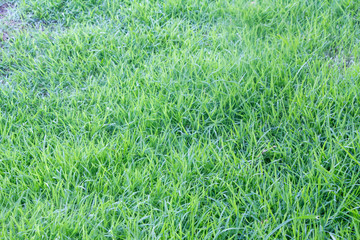 green grasses in the garden texture background
