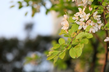사과꽃이 핀 아름다운 풍경
