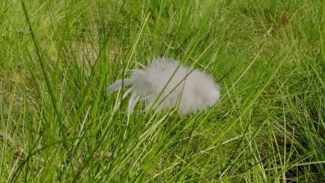 Close up of white bird feather stick in between the grass.