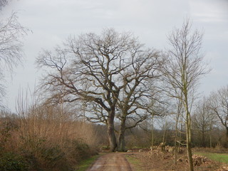 tree in the field
