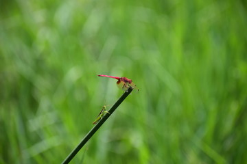 red dragonfly and a grasshoper on green grass