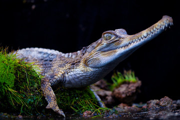 close up of a baby crocodile