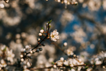 Spring flowers background. Small small flowers bloomed in spring.