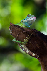 Iguana on the branch