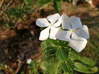 flower, spring, nature, white, plant, green, flowers, blossom