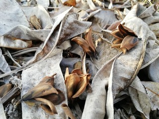 autumn, leaves, leaf, nature, fall, brown, texture, dry