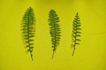 ferns