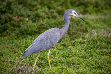 grey heron ardea cinerea