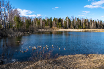 A small forest lake reflecting a blue sky with white clouds.