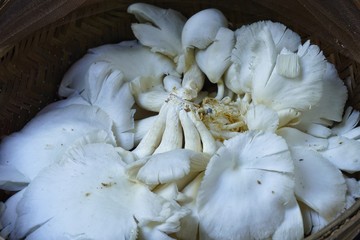 White oyster mushroom