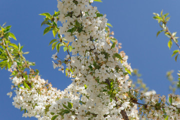 beautiful spring pear branches full of flowering flowers against the sky close-up  