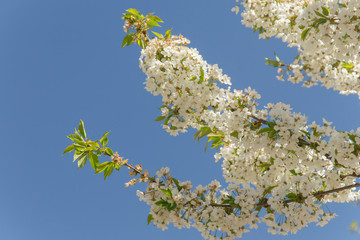 beautiful spring pear branches full of flowering flowers against the sky  