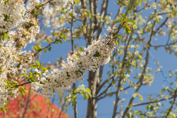 spring branch of a pear full of blooming flowers 