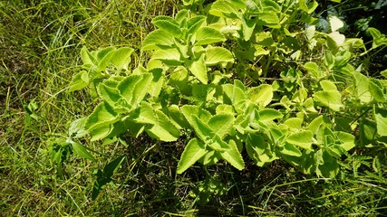 ornamental plants in the garden...