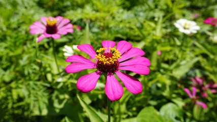 Obraz premium zinnia flowers in the garden