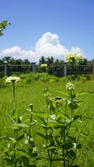 zinnia flowers in the garden