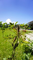 Obraz premium bendi or okra (Abelmoschus esculentus)