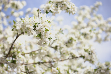 cherry tree blossom