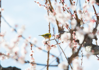 梅の花