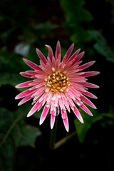pink dahlia flower