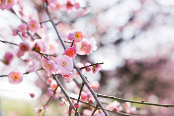 梅の花