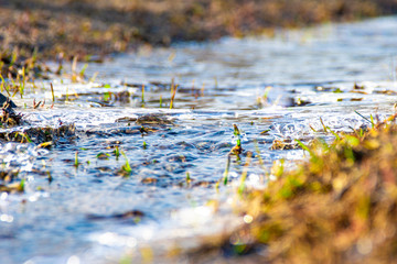 pure cold stream covered with thin ice among last year's grass in the spring sunshine, selective focus