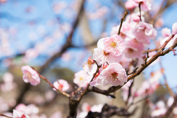 梅の花