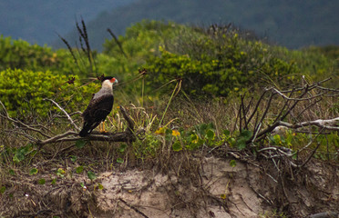 Birds in the nature!