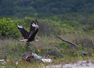 Birds in the nature!