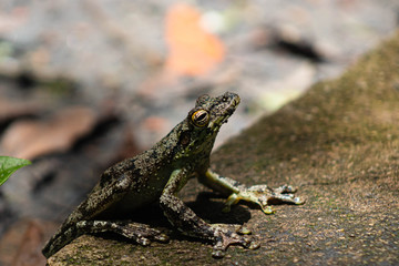Little green frog in the ground