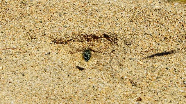 Sand wasp or bembicini digging away at sand hill, close up