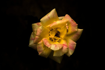 yellow rose flower