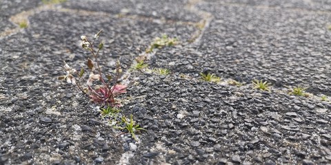 flower in the ground