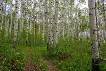 Foto op Canvas grass in the forest © logan