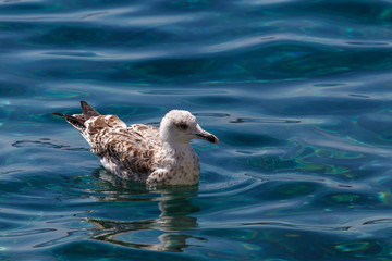 Seagull in the harbour of old Hvar town, Hvar island, Croatia