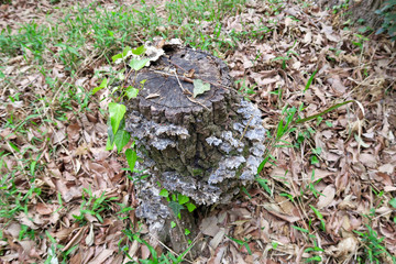 八国山緑地のサルノコシカケ