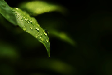 Close-up view of the wet leaf on a rainy day