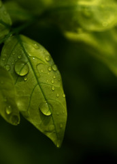 Close-up view of the wet leaf on a rainy day