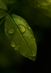 Close-up view of the wet leaf on a rainy day