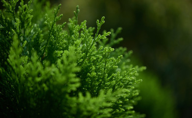 Close-up view of green leaves